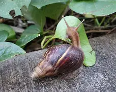 深圳Qm蜗牛