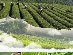深圳新茶预约